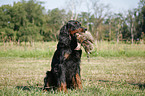 Gordon Setter apportiert Rebhuhn