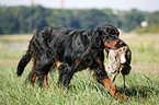 Gordon Setter apportiert Rebhuhn