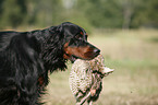 Gordon Setter apportiert Rebhuhn