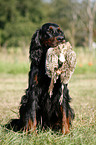 Gordon Setter apportiert Rebhuhn