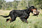 Gordon Setter apportiert Rebhuhn