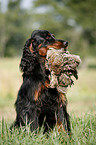 Gordon Setter apportiert Rebhuhn