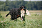 Gordon Setter apportiert Rebhuhn