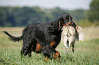 Gordon Setter apportiert Rebhuhn