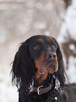 Gordon Setter Portrait