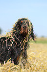 Gordon Setter Portrait