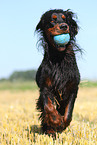 spielender Gordon Setter