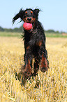 spielender Gordon Setter