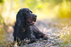 liegender Gordon Setter