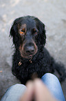 Gordon Setter