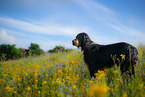 Gordon Setter