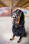 sitzender Gordon Setter