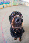 sitzender Gordon Setter