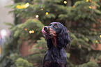 Gordon Setter Portrait