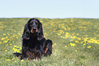 Gordon Setter Rde
