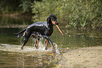 Gordon Setter