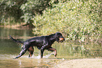 Gordon Setter