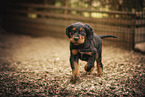 Gordon Setter Welpe