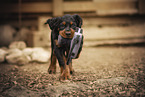 Gordon Setter Welpe