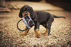 Gordon Setter Welpe