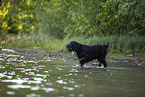 Gordon Setter