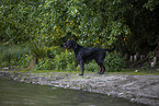 Gordon Setter