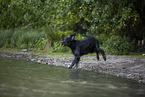 Gordon Setter
