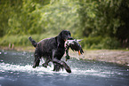 Gordon Setter apportiert Ente