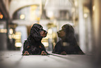 Gordon Setter