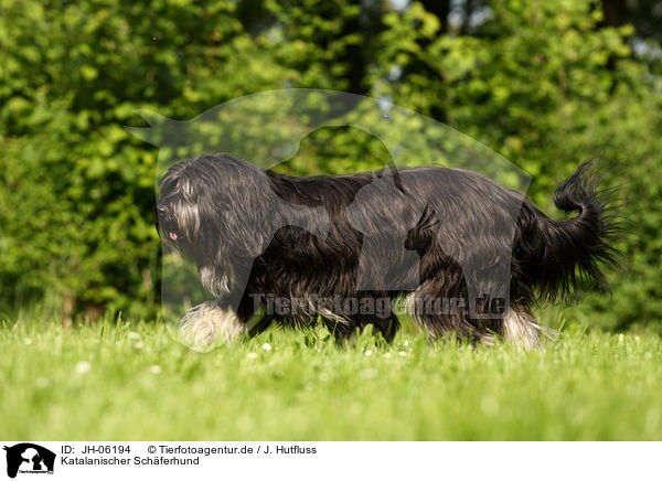 Katalanischer Schferhund / JH-06194