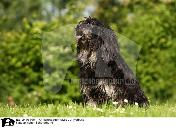 Katalanischer Schferhund / JH-06196