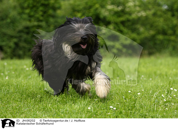 Katalanischer Sch�ferhund / JH-06202