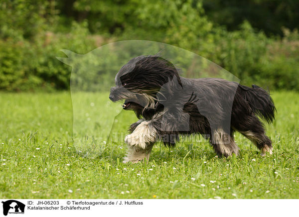 Katalanischer Schferhund / JH-06203