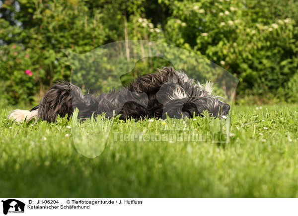 Katalanischer Schferhund / Gos D Atura Catala / JH-06204