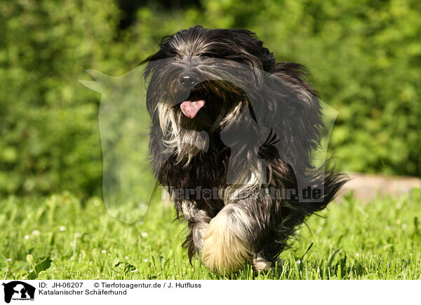 Katalanischer Schferhund / Gos D Atura Catala / JH-06207