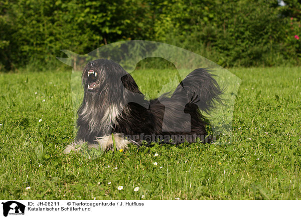 Katalanischer Schferhund / JH-06211