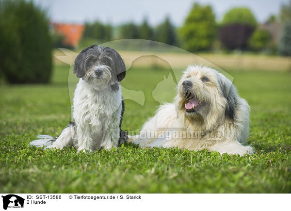 2 Hunde / 2 dogs / SST-13586