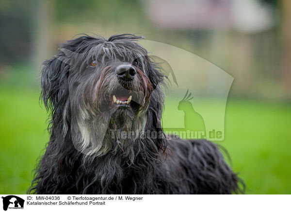 Katalanischer Schferhund Portrait / MW-04036