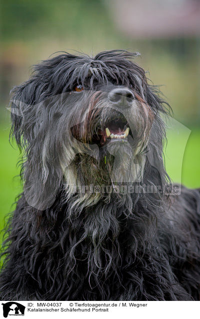 Katalanischer Schferhund Portrait / Gos D Atura Catala Portrait / MW-04037