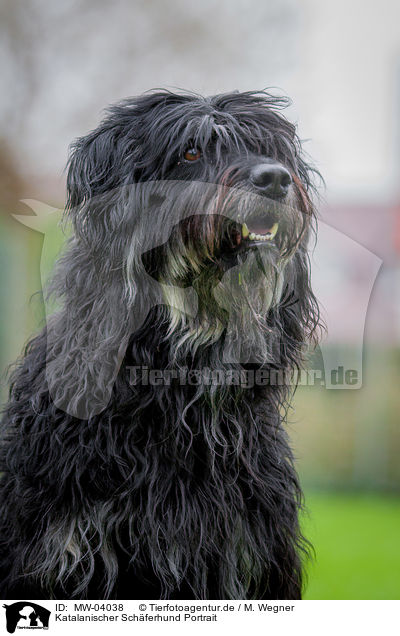 Katalanischer Schferhund Portrait / MW-04038