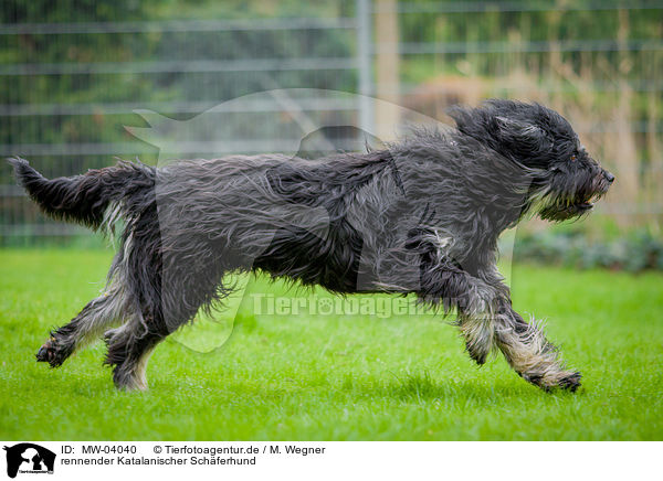 rennender Katalanischer Schferhund / running Gos D Atura Catala / MW-04040