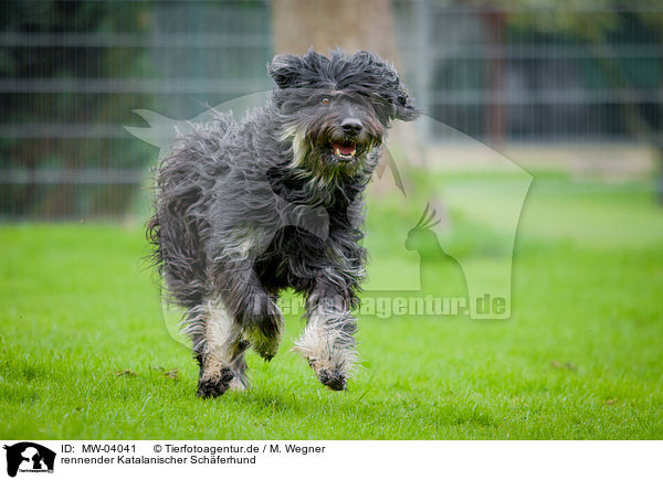 rennender Katalanischer Schferhund / running Gos D Atura Catala / MW-04041