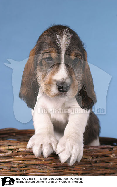 Grand Basset Griffon Vendeen Welpe im Krbchen / puppy in the basket / RR-03838