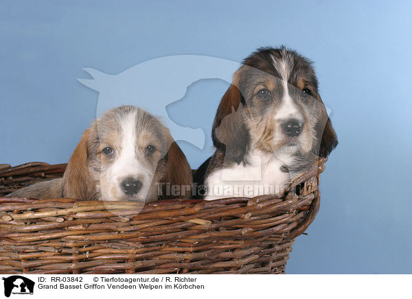 Grand Basset Griffon Vendeen Welpen im Krbchen / RR-03842