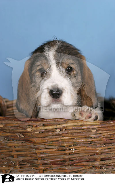 Grand Basset Griffon Vendeen Welpe im Krbchen / RR-03844