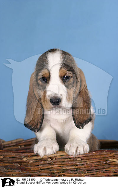 Grand Basset Griffon Vendeen Welpe im Krbchen / puppy in the basket / RR-03850