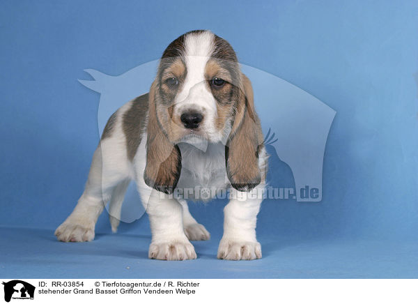 stehender Grand Basset Griffon Vendeen Welpe / RR-03854