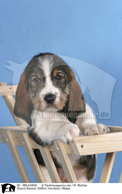 Grand Basset Griffon Vendeen Welpe / RR-03858