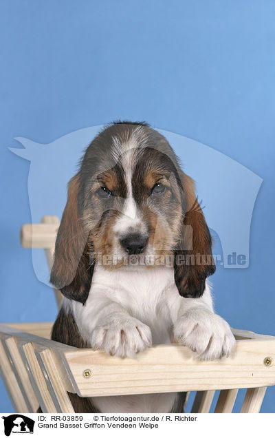 Grand Basset Griffon Vendeen Welpe / RR-03859