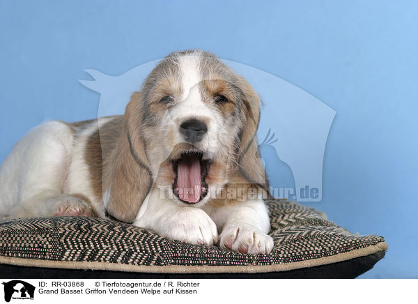 Grand Basset Griffon Vendeen Welpe auf Kissen / lying puppy / RR-03868